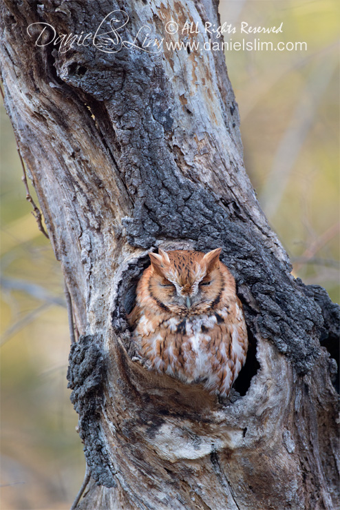 Red Morph Screech Owl in natural nest cavity