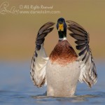 drake mallard wingflap