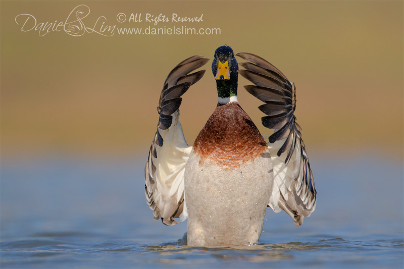 drake mallard wingflap