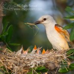 scissor tailed flycatcher nest white rock lake