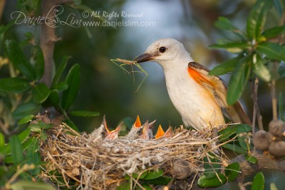 scissor tailed flycatcher nest white rock lake