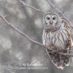 barred owl hagerman