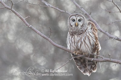 barred owl hagerman