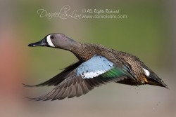 blue winged teal