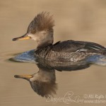 female hooded merganser