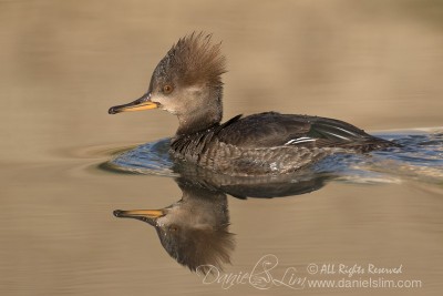 female hooded merganser