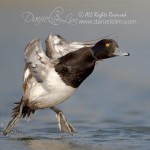 lesser scaup-make landing tiptoe