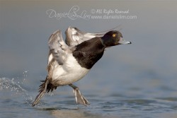 lesser scaup-make landing tiptoe