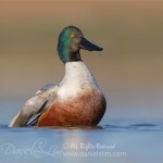 drake northern shoveler low level