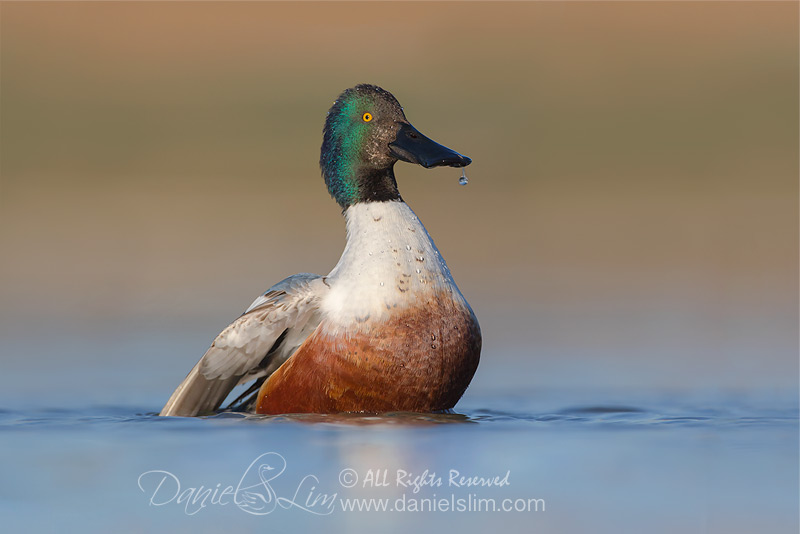 drake northern shoveler low level