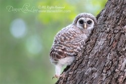 white rock lake sunset bay barred-owlet branching