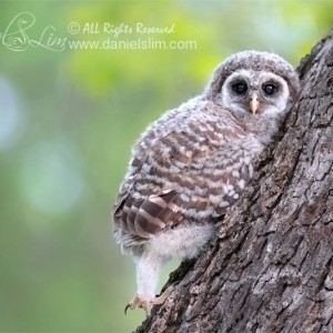 White Rock Lake Barred Owlet Branching