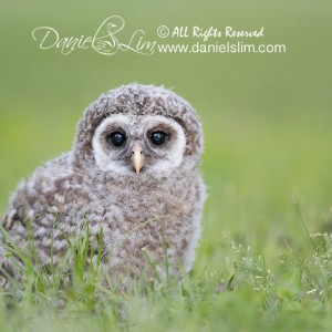 Fledgling Barred Owlet on the ground – White Rock Lake