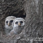 barred owlets white rock late