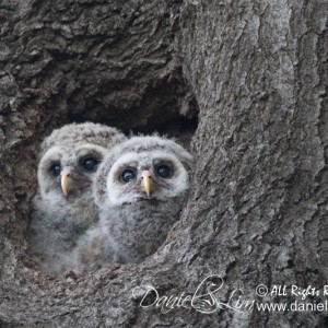 Pair of Barred Owlets – White Rock Late