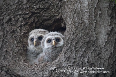 barred owlets white rock late