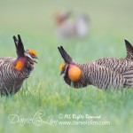 greater prairie chickens face off, Konza Prairie - Manhattan, Kansas