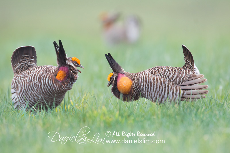 greater prairie chickens face off, Konza Prairie - Manhattan, Kansas