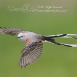 scissor tailed flycatcher_in-flight white rock lake