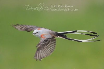 scissor tailed flycatcher_in-flight white rock lake