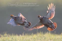 greater prairie chicken chase flight