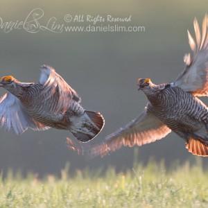 Greater Prairie Chicken – The Chase, in Flight and Backlight